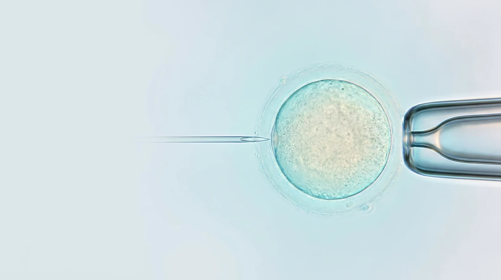 Microinyección espermática vista al microscopio: una aguja muy fina deposita un espermatozoide dentro del óvulo